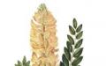 Japansk Sophora: medicinska egenskaper, kontraindikationer, användning, tinktur, instruktioner Safura växt