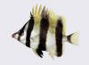 Namn, beskrivningar och funktioner för Röda havets fisk