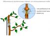 Kroženje mineralov v rastlini Gibanje raztopin organskih snovi po steblu