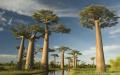 Symbolen för vilket land är baobaben, det tjockaste trädet i världen?