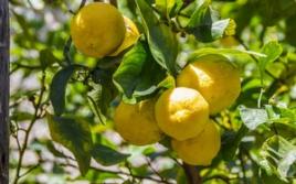 Varför drömmer du om en citron eller ett citronträd enligt drömboken?