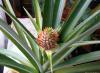 Så växer ananas: allt du ville veta om en exotisk frukt Vilken familj tillhör ananas