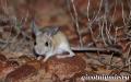 Desert resident jerboa: foton, bilder och beskrivning av djuret