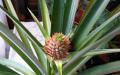 Kako raste ananas: vse, kar ste želeli vedeti o eksotičnem sadju V katero družino spada ananas