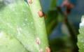 Bolezni sobnih rastlin: vzroki in rešitve Pogoste bolezni sobnih rastlin